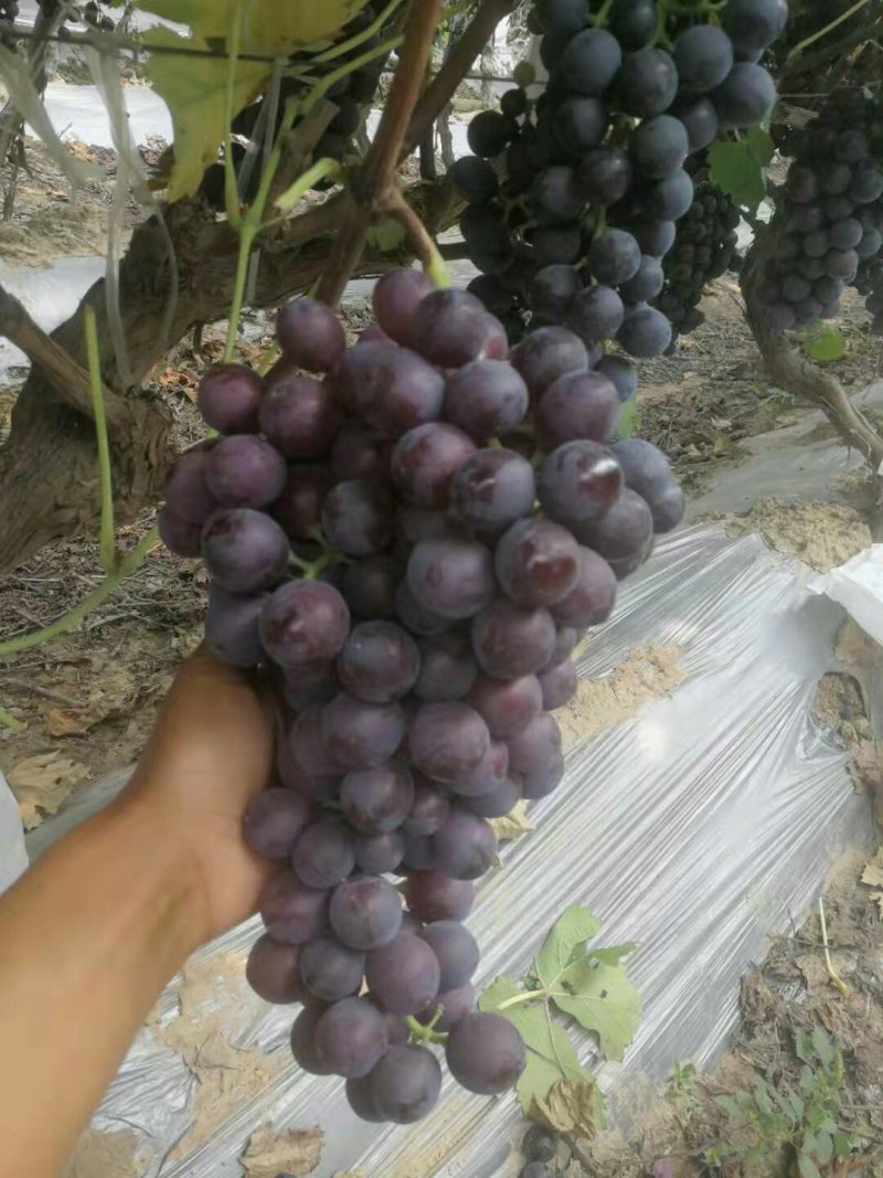 夏黑沪太葡萄