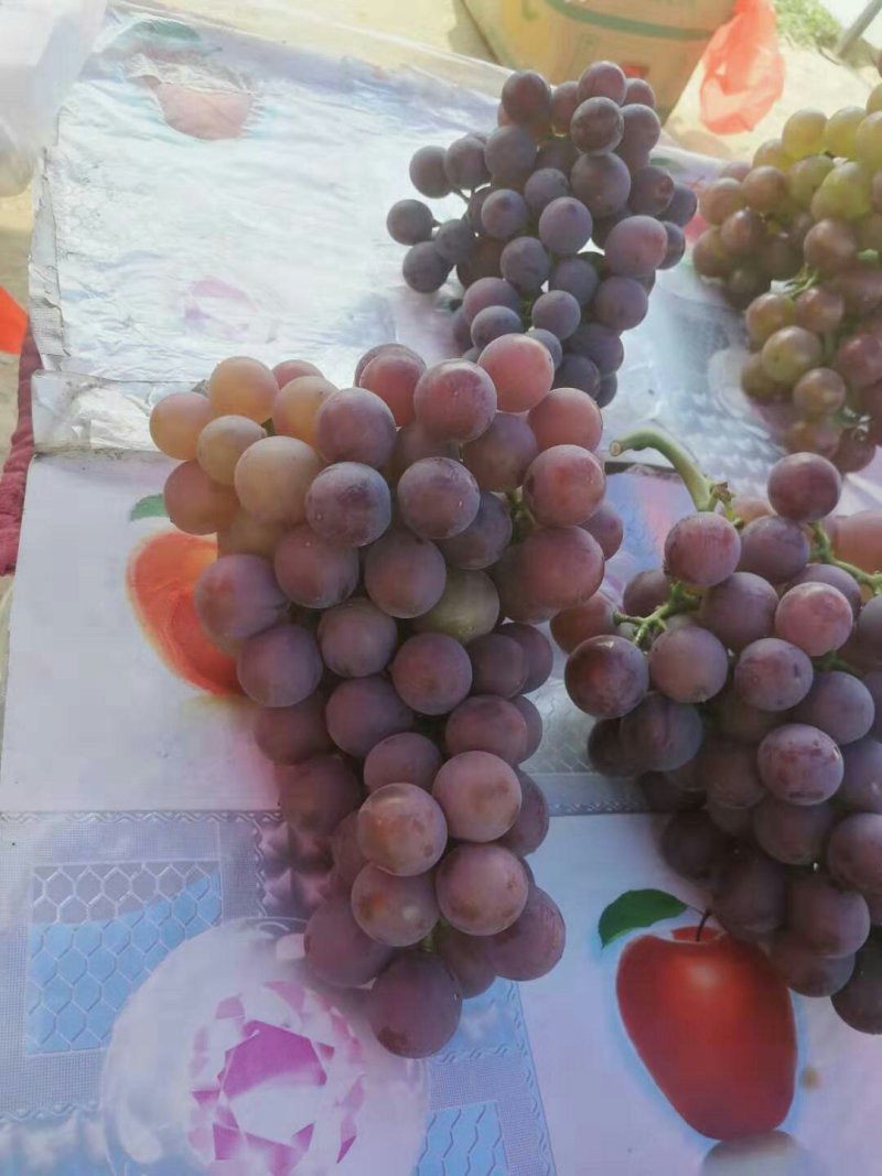 夏黑沪太葡萄