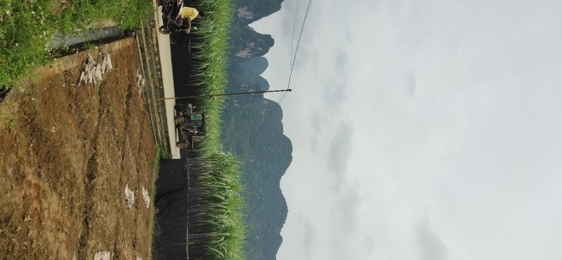 量大从优，黑皮甘蔗，让你买的顺心，看的舒心，脆甜可口。