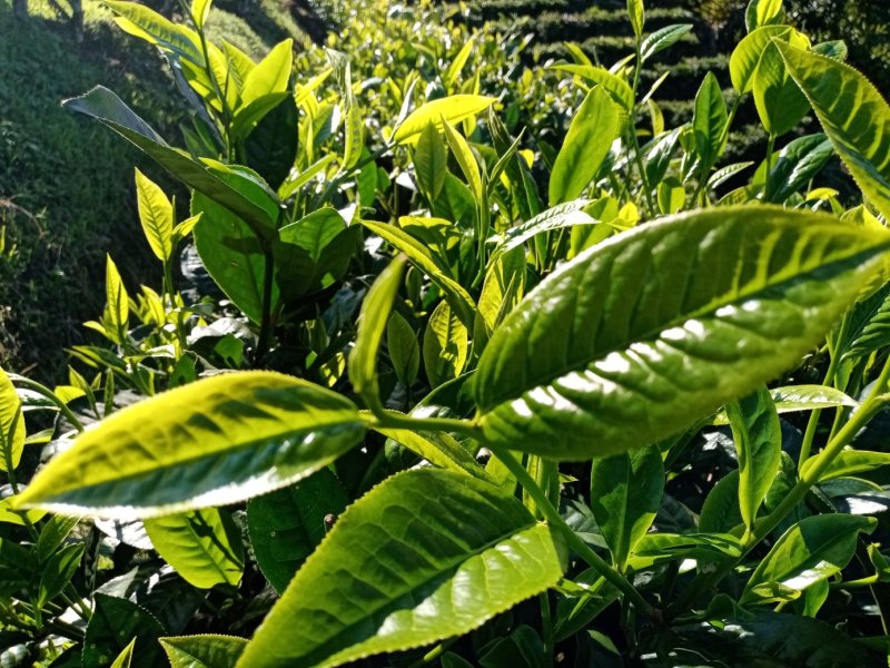 布朗山生茶纯料。