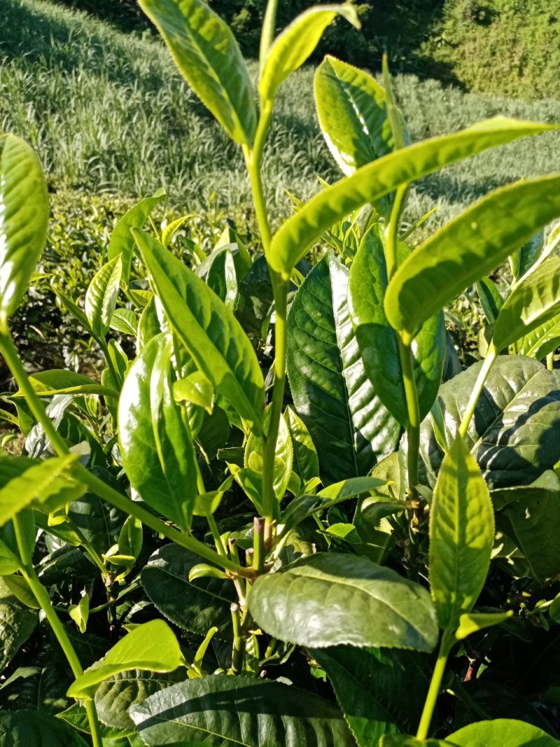 布朗山生茶纯料。