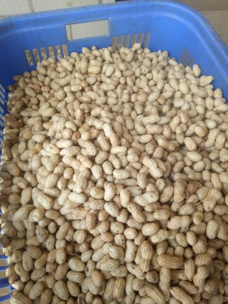 鲜花生大白沙小白沙鲁花四粒红电商走市场，