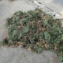 2019年新花生油—农家自榨纯花生油—代加工接订单