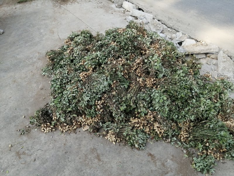 2019年新花生油—农家自榨纯花生油—代加工接订单