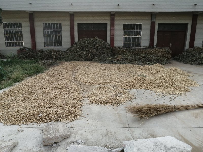 2019年新花生油—农家自榨纯花生油—代加工接订单