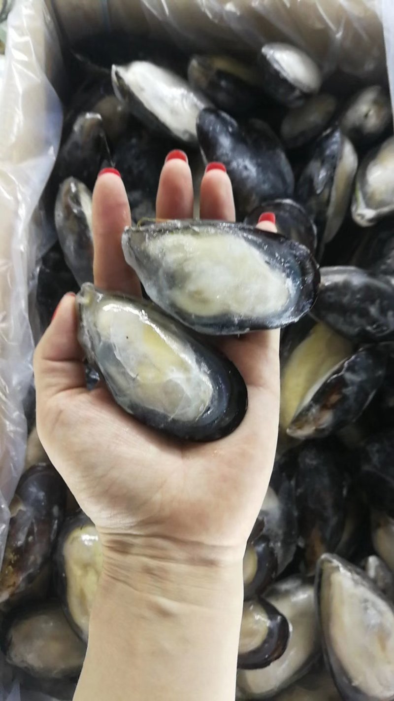 蓝口贝，黑口贝，带冰不带冰有（10件起发）关注询价联系