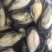 蓝口贝，黑口贝，带冰不带冰有（10件起发）关注询价联系