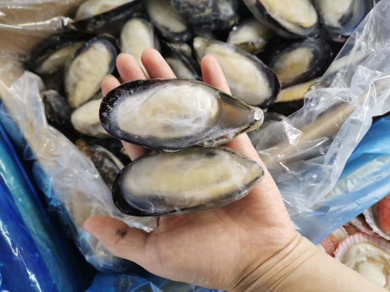 蓝口贝，黑口贝，带冰不带冰有（10件起发）关注询价联系