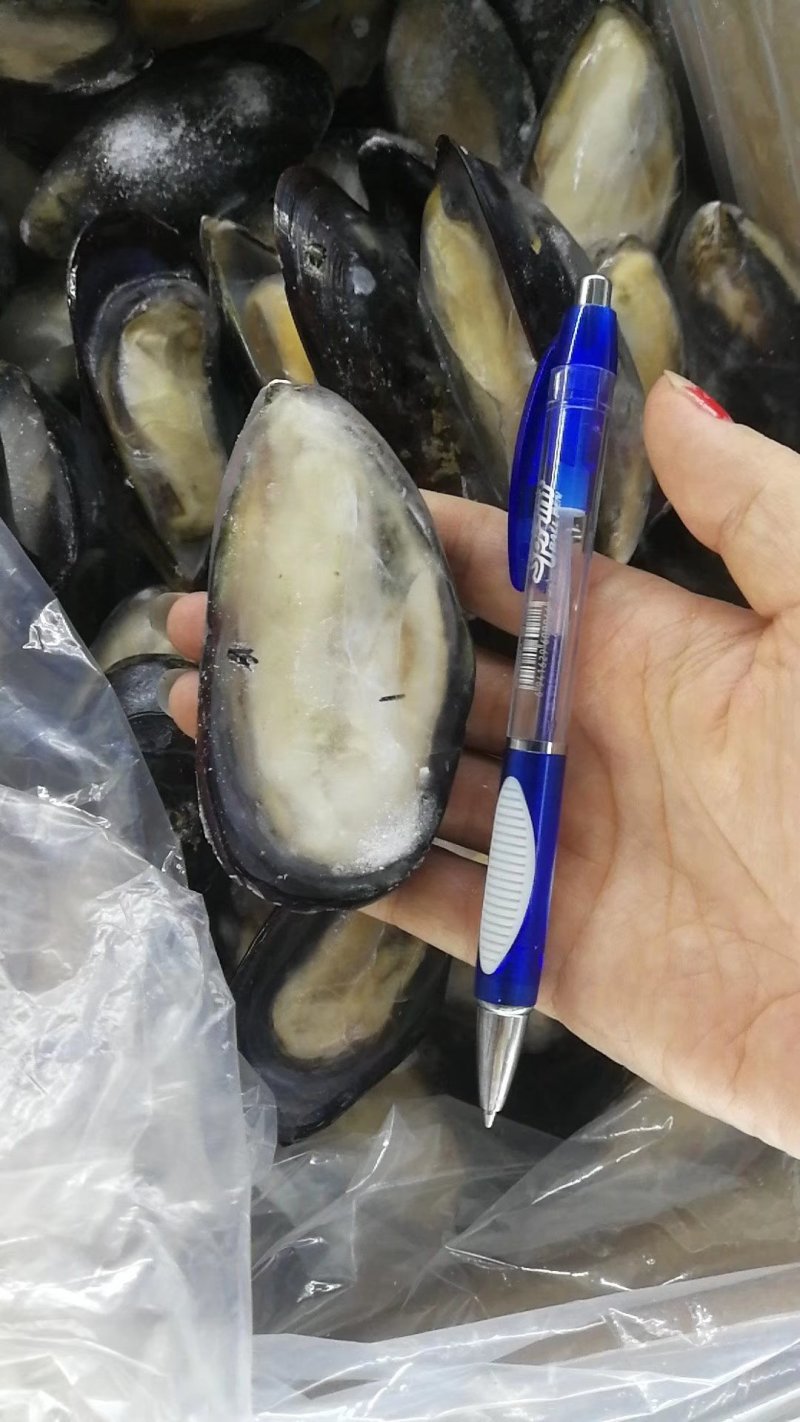 蓝口贝，黑口贝，带冰不带冰有（10件起发）关注询价联系