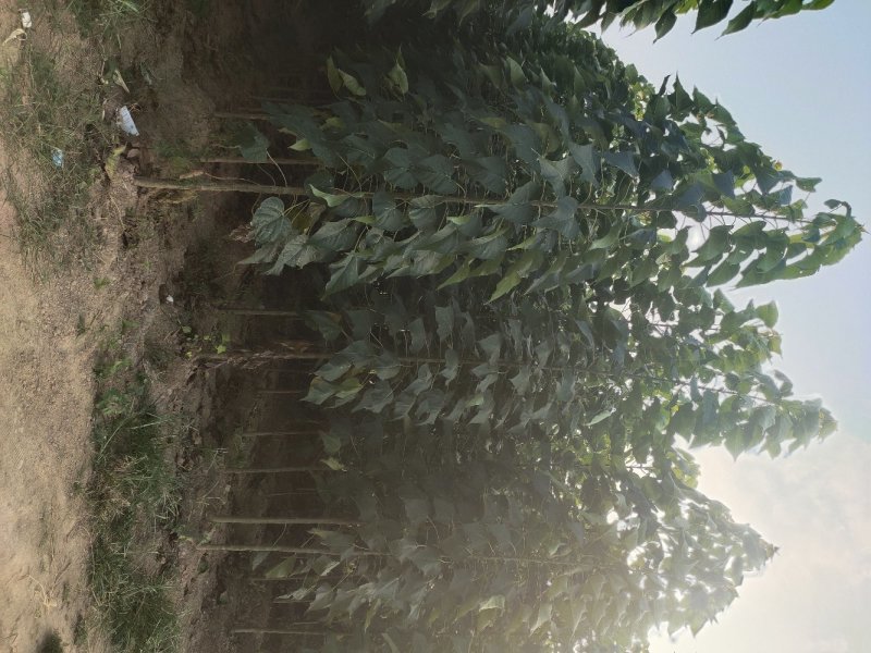 楸树楸树苗精品楸树苗3～5公分楸树苗