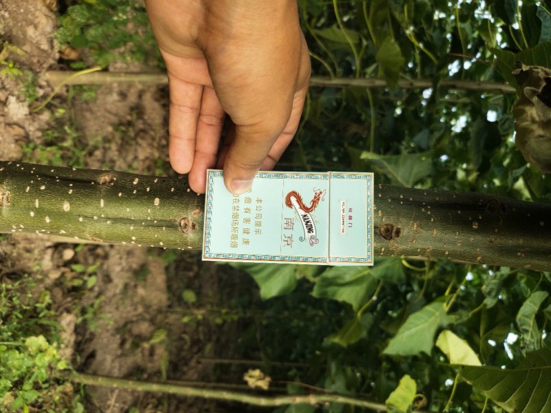 楸树楸树苗精品楸树苗3～5公分楸树苗