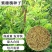 紫穗槐种子新采紫穗槐种子护坡种子