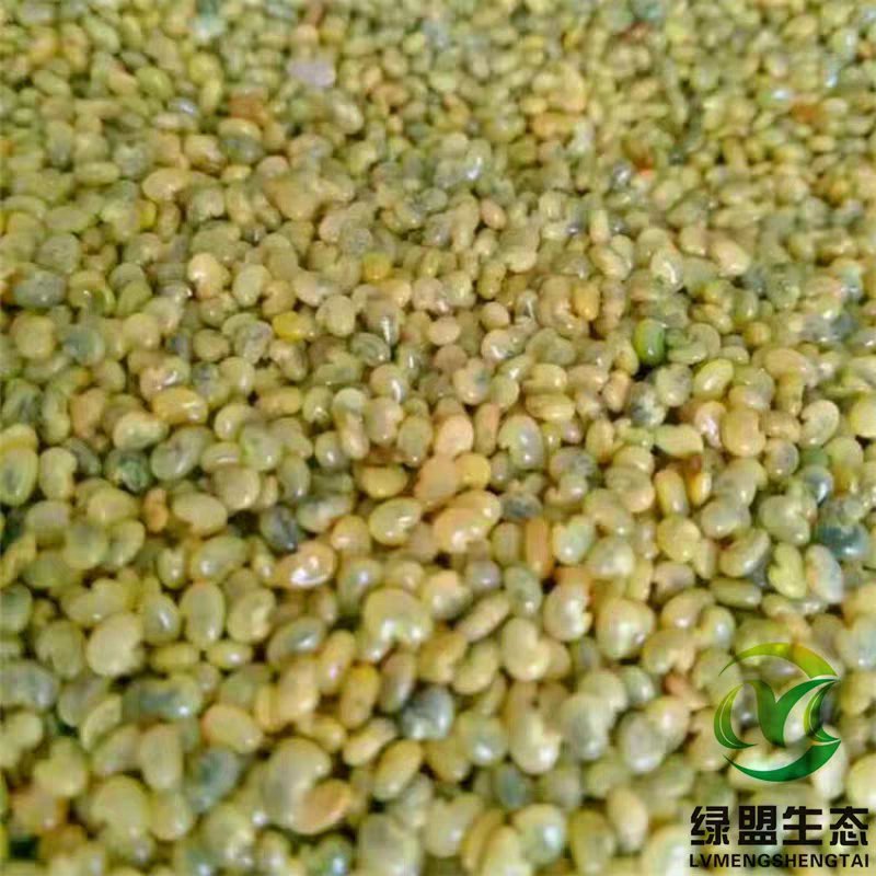 猪屎豆种子新采猪屎豆种子护坡灌木种子新采护坡种子