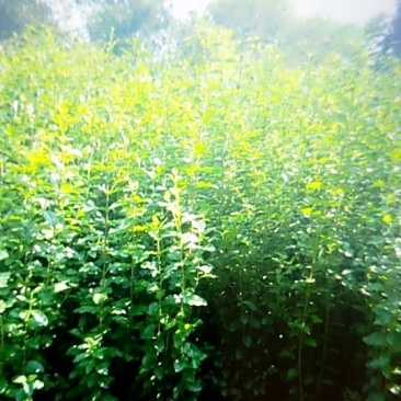小叶女贞基地直达