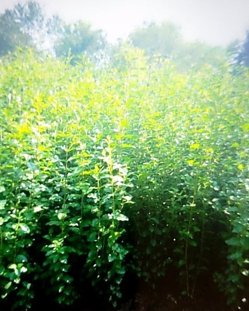 小叶女贞基地直达