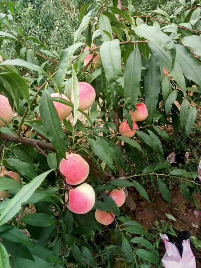 夏之梦，京八，桃王，红不软