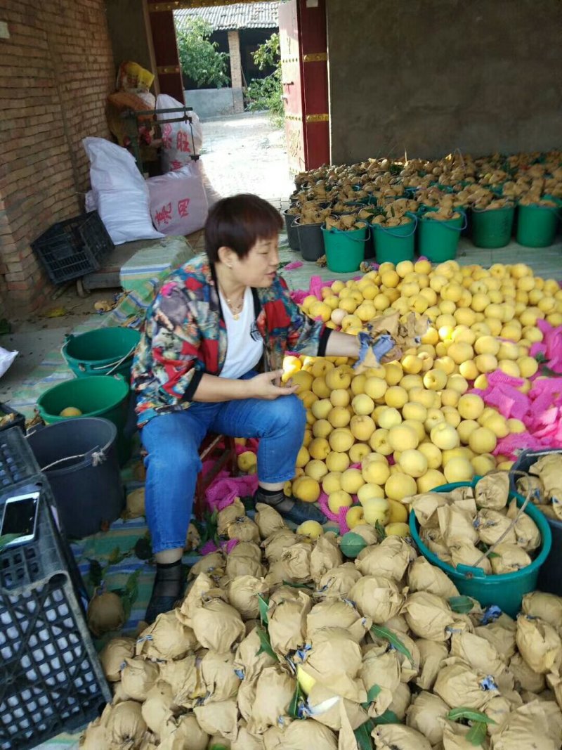 陕西省黄金蜜西尾黄桃