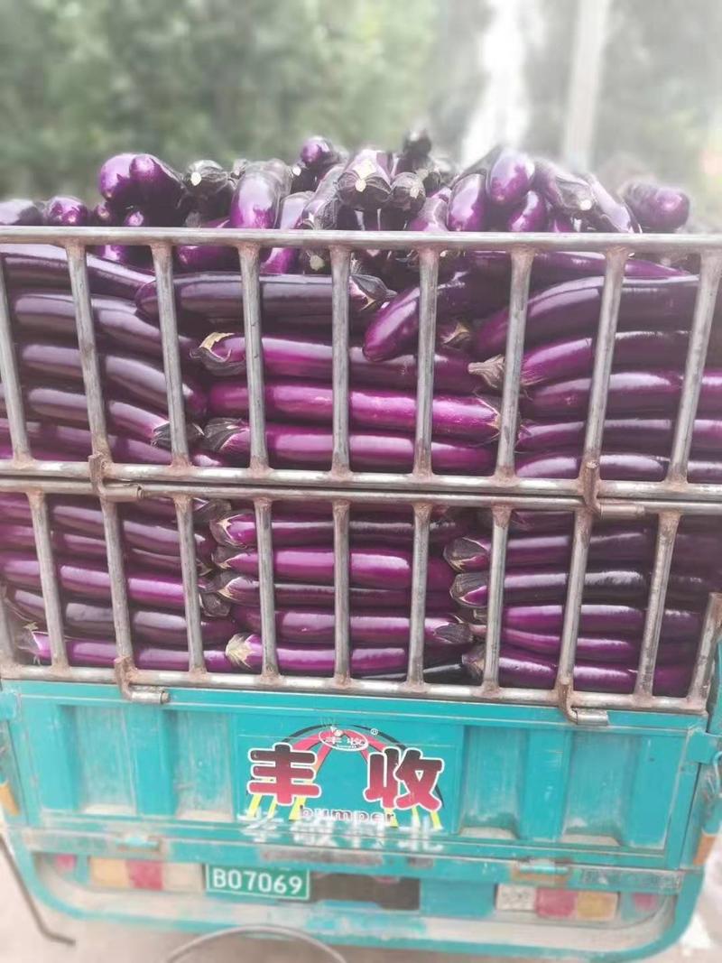 河南焦作紫长茄，广茄，紫棒长茄大量供应，电商，加工厂，欢