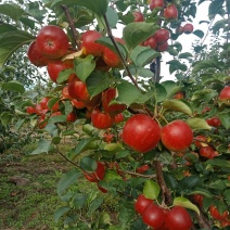 123小苹果