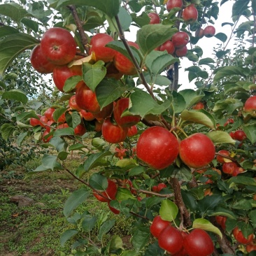 123小苹果