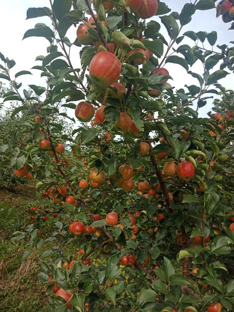 123小苹果