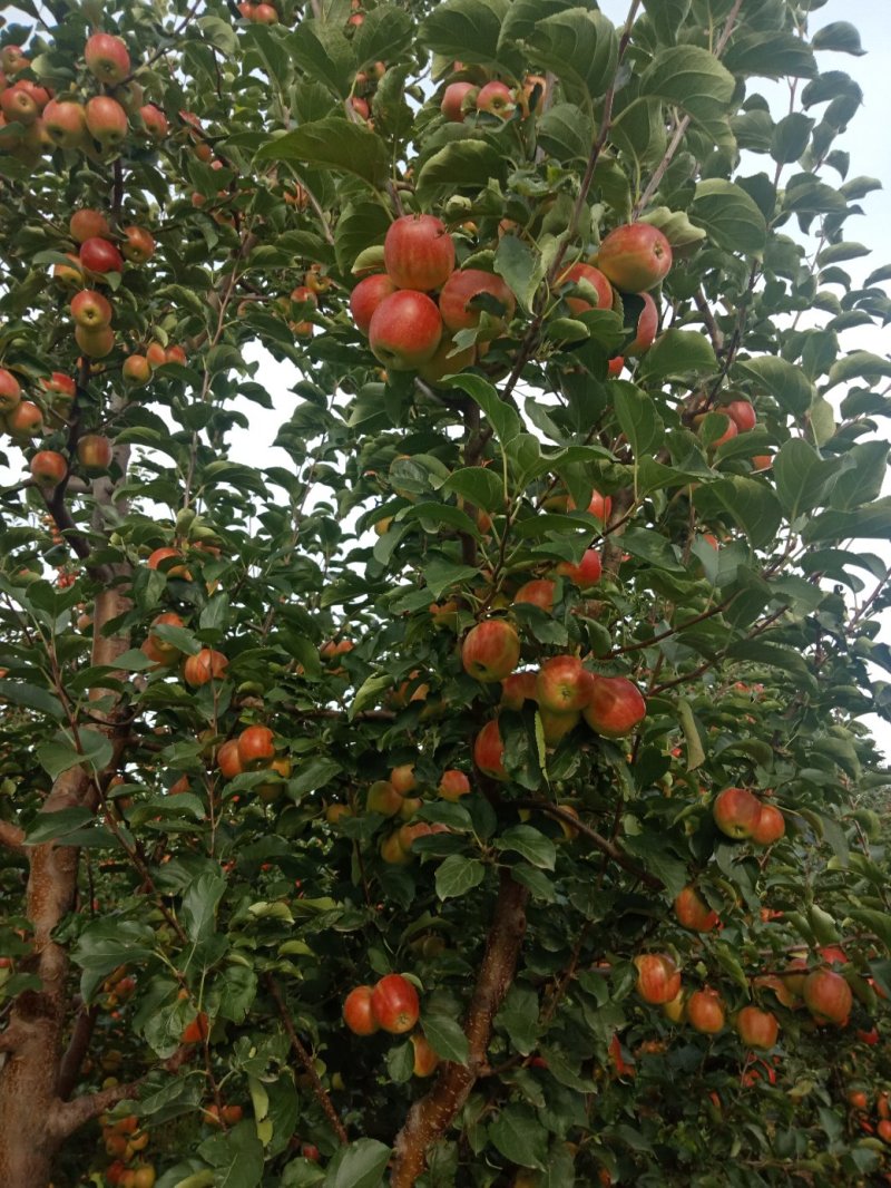 123小苹果