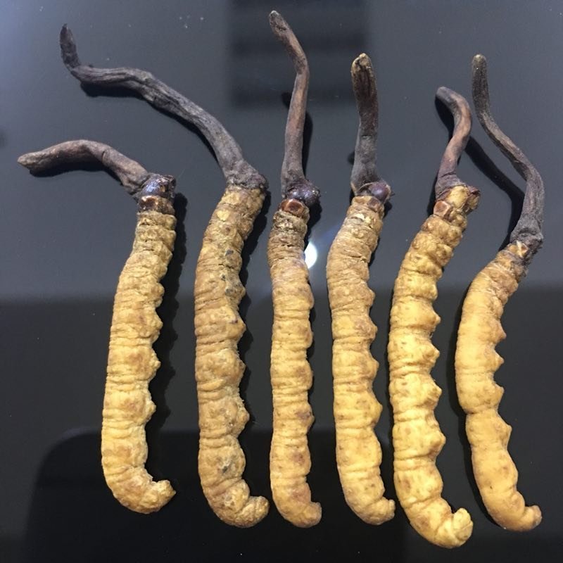 冬虫夏草西藏那曲断虫草全肉虫草网红小虫草