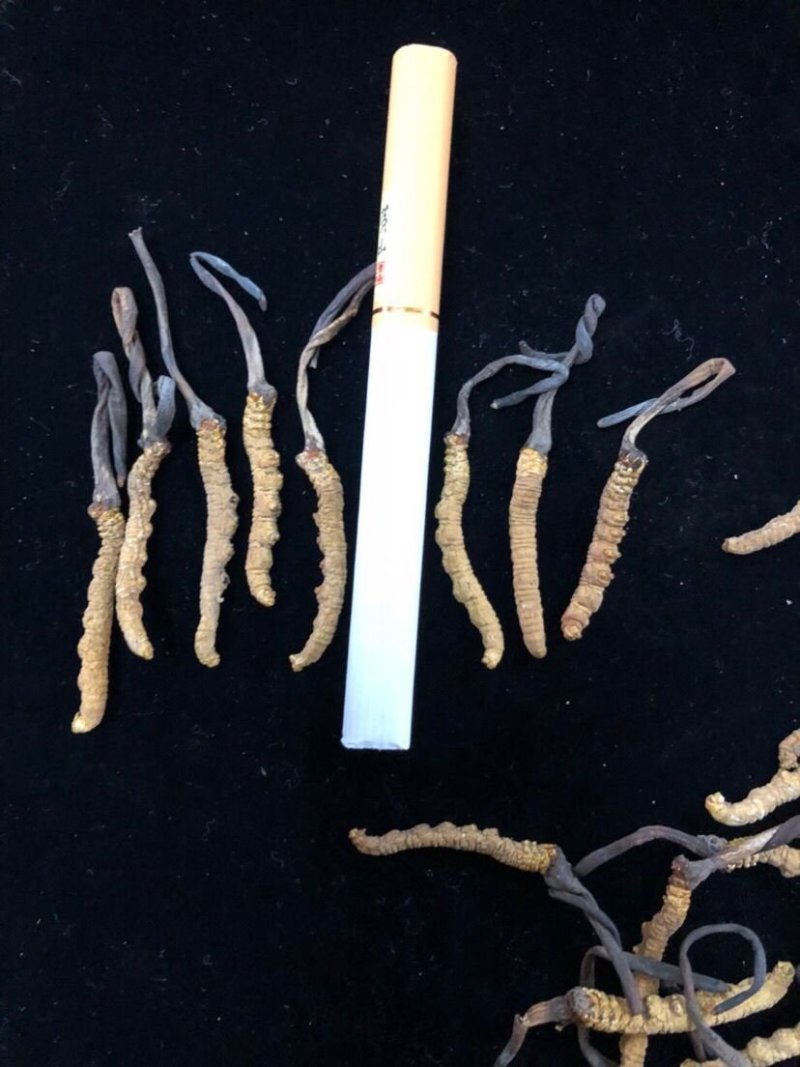冬虫夏草西藏那曲断虫草全肉虫草网红小虫草