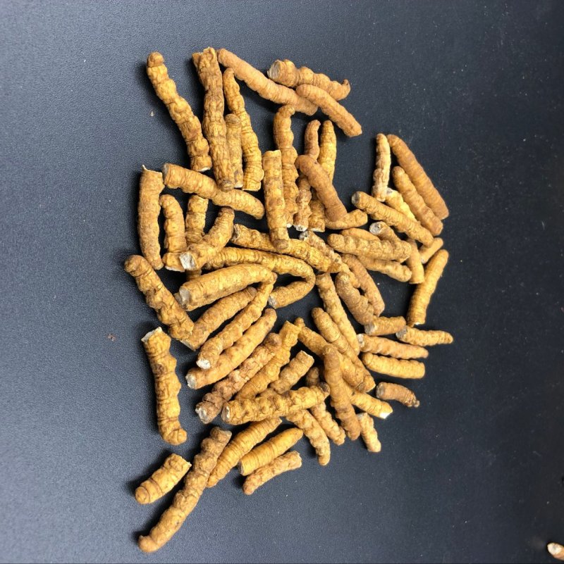 冬虫夏草西藏那曲断虫草全肉虫草网红小虫草