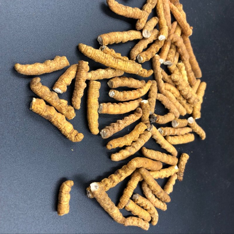 冬虫夏草西藏那曲断虫草全肉虫草网红小虫草