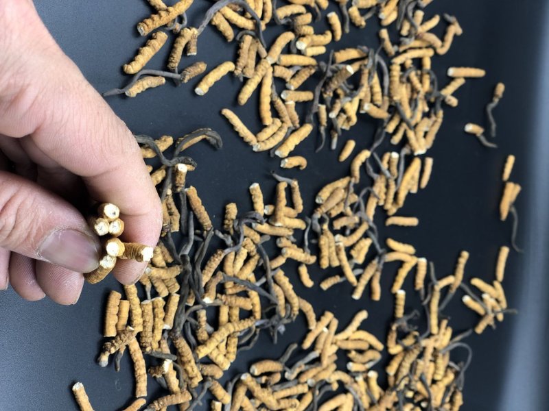 冬虫夏草西藏那曲断虫草全肉虫草网红小虫草