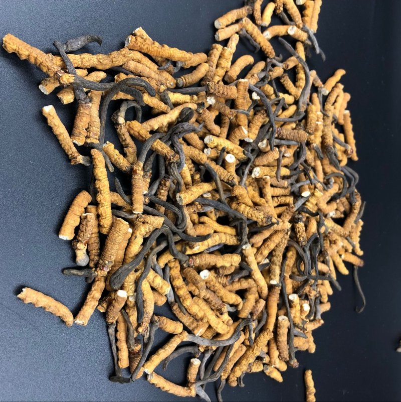 冬虫夏草西藏那曲断虫草全肉虫草网红小虫草