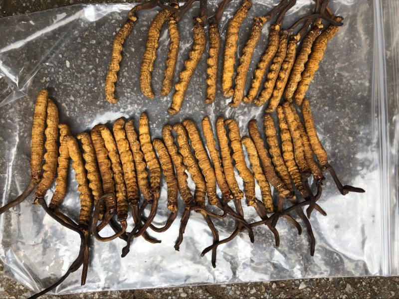 冬虫夏草西藏那曲断虫草全肉虫草网红小虫草