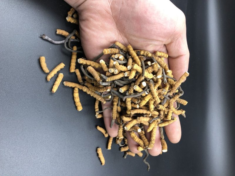 冬虫夏草西藏那曲断虫草全肉虫草网红小虫草