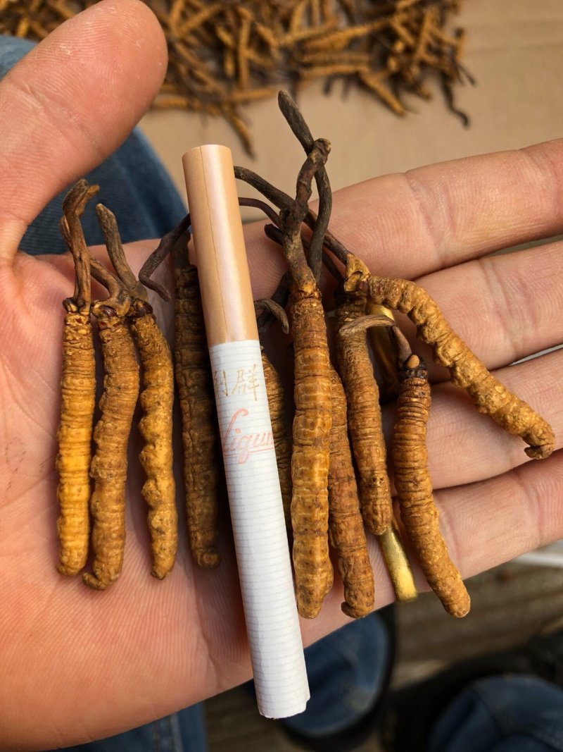 冬虫夏草西藏那曲断虫草全肉虫草网红小虫草