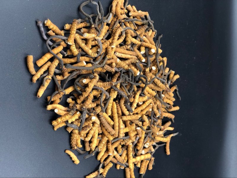 冬虫夏草西藏那曲断虫草全肉虫草网红小虫草