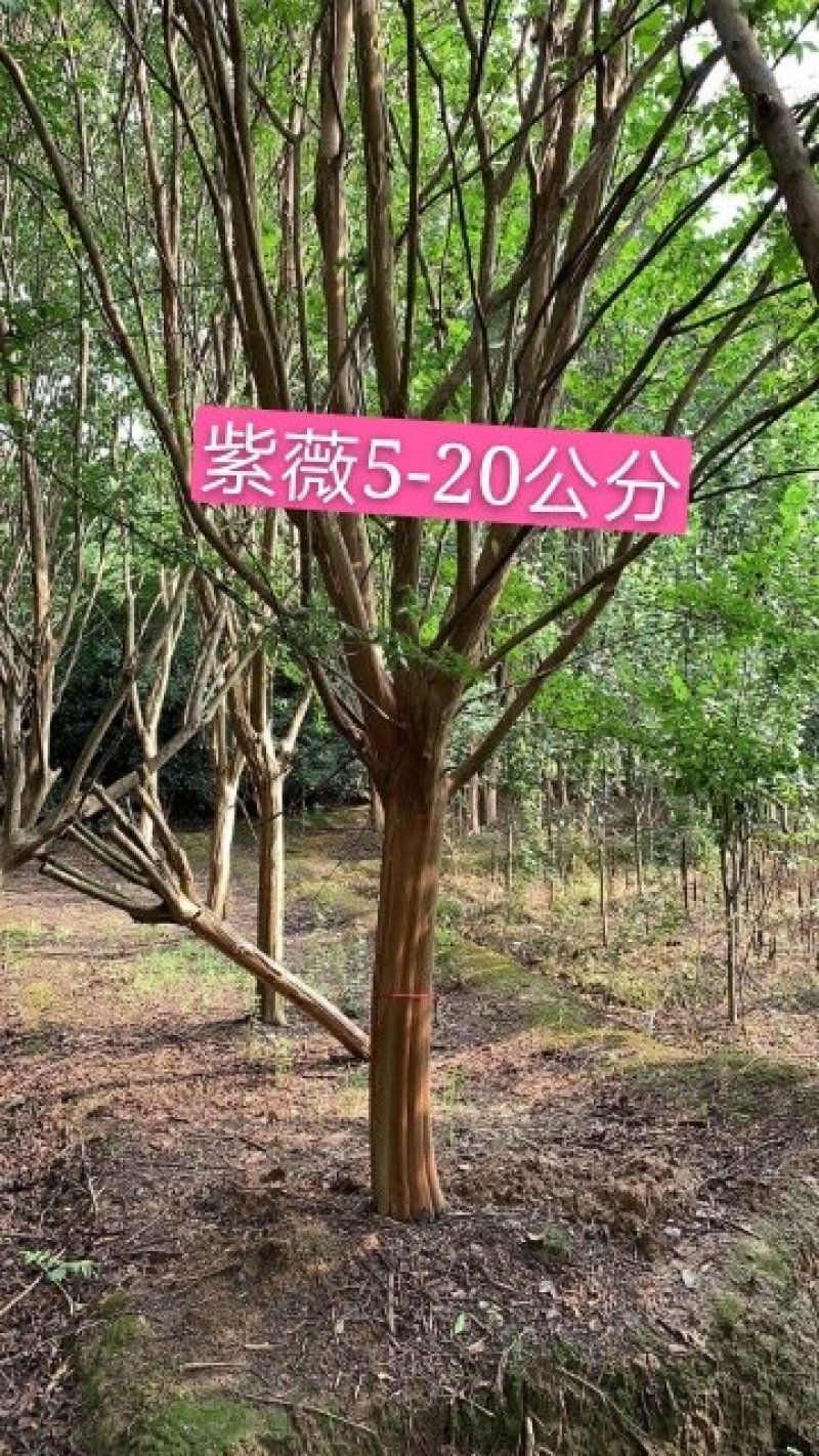 紫薇5-20够。公分量大供应
