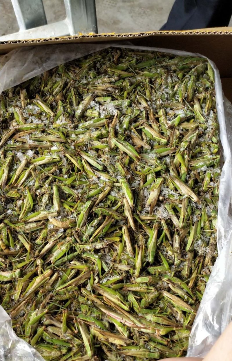稻蝗今年的新货质量好价格低