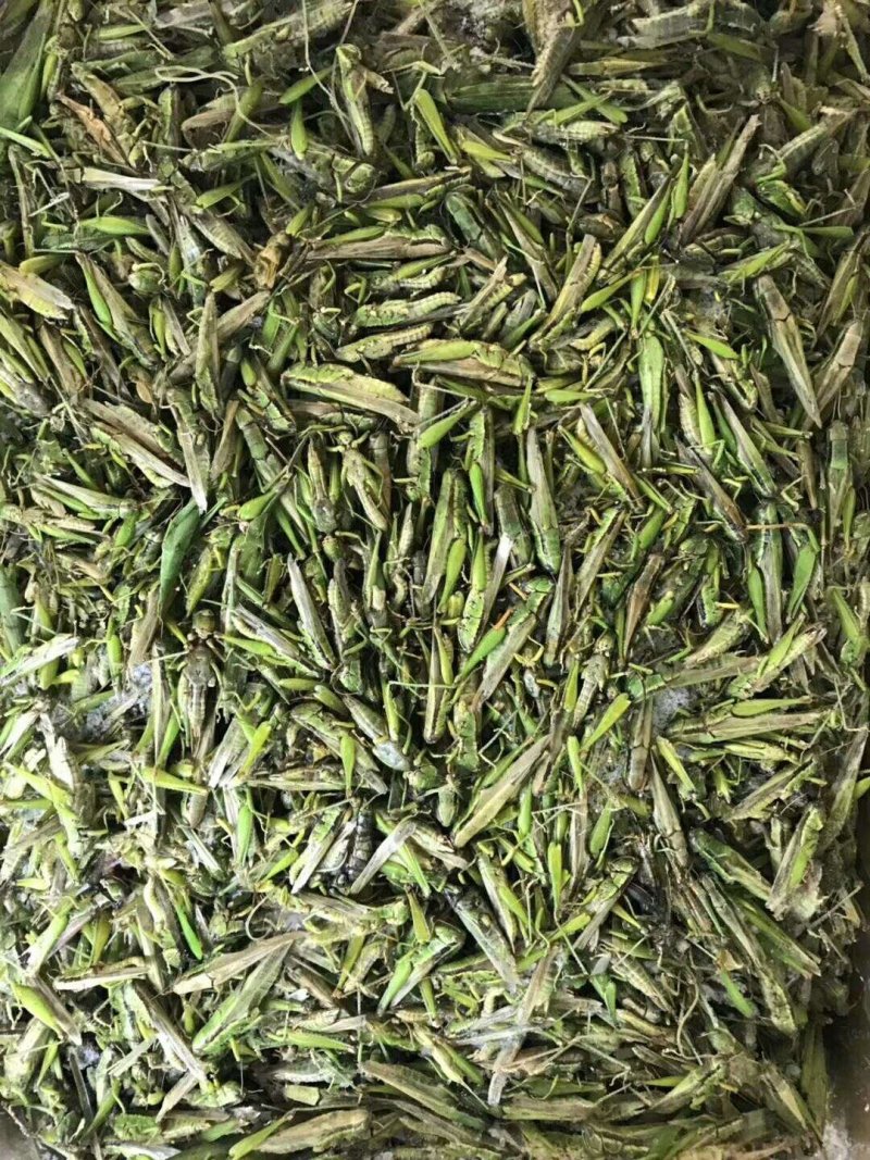 稻蝗今年的新货质量好价格低