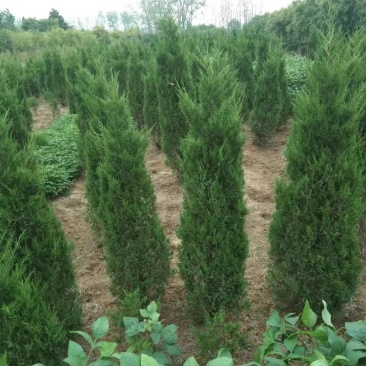 蜀桧1-6米量大供应三个等级