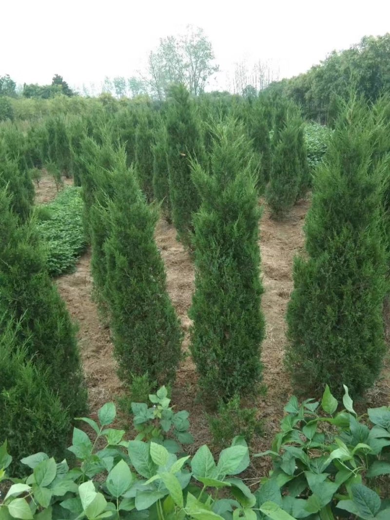 蜀桧1-6米量大供应三个等级