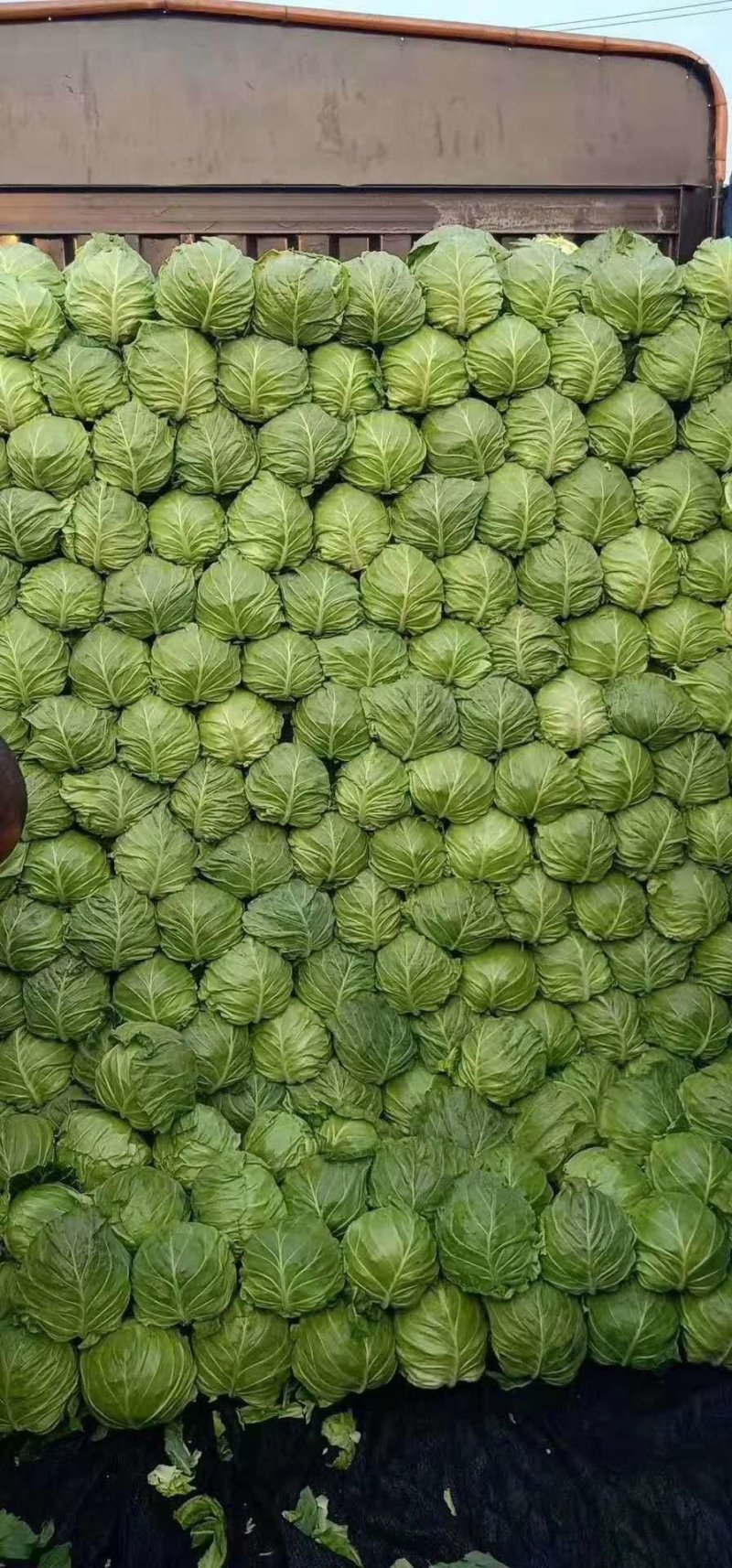 蔬菜精品甘蓝开始上市