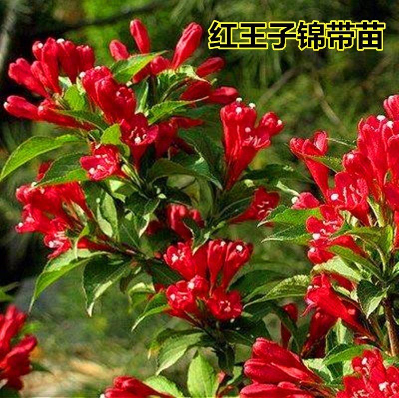 红王子锦带包成活包技术包正宗放心苗欢迎订购