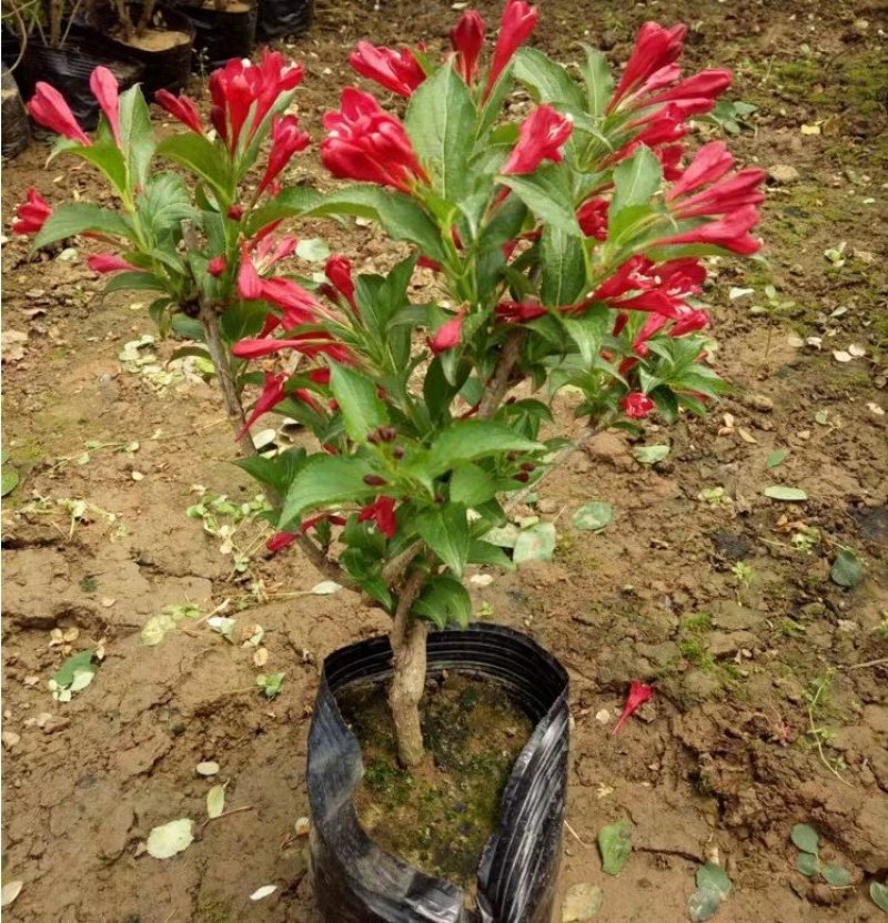 红王子锦带包成活包技术包正宗放心苗欢迎订购