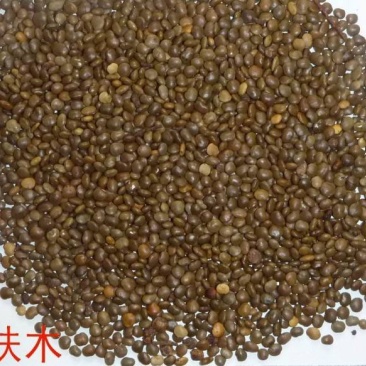 盐肤木种子蜜源树种子新采种子护坡种子