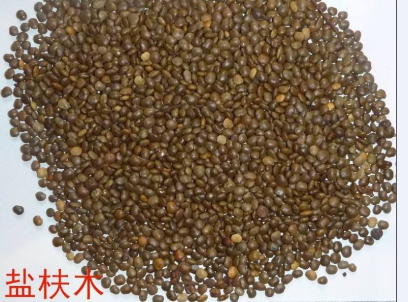 盐肤木种子蜜源树种子新采种子护坡种子
