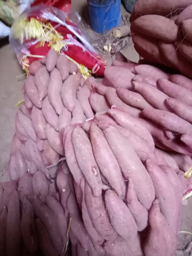 西瓜红商品薯及加工厂货，价格不高！有需要联系