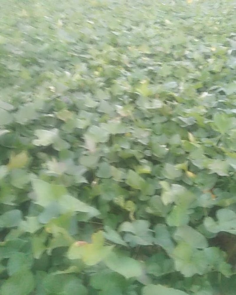 商薯，煙薯，烟薯现货，商薯
