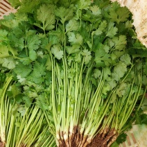 香菜货源充足产地直销质量好新鲜上市欢迎采购
