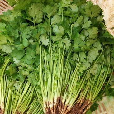 香菜货源充足产地直销质量好新鲜上市欢迎采购